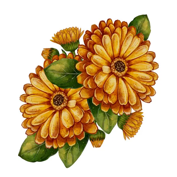 Yaprak ve tomurcuklu takvimin suluboya çizimi. Çay paketleme, kozmetik, tebrik kartı tasarımı, doğal ürünler, bitkisel ve aromaterapi için elverişli.