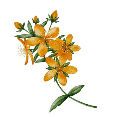 Sarı çiçekli ve yeşil yapraklı St. Johns Wort 'un suluboya çizimi. Bitkisel çay paketleme, kozmetik, doğal ürünler, kartpostallar, menü tasarımı, etiketler, tekstil ve eko-tasarım için elverişli