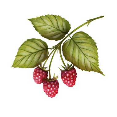 Olgun kırmızı böğürtlen ve yeşil yapraklı ahududu dalının suluboya çizimi. Çay dükkanı tasarımı, ürün ambalajı, yemek tarifi kitapları ve doğal gıda etiketleri için uygundur..