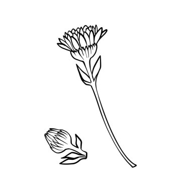 Beyaz arka planda çiçek ve tomurcuk vektör çizgisi sanatı. Bitkisel ambalajlar, kozmetik etiketler, dövme çizimleri, botanik baskılar ve çevre dostu marka tasarımları için mükemmel..