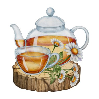Cam çaydanlık ve fincanda papatya çayı ve tahta dilimde papatya çiçeğinin suluboya çizimi. Beyaz arka plan. Paketleme tasarımı, çay markalaşması, çevre dostu ürünler, tarif kitabı