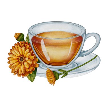 Suluboya tekniğiyle yapılmış bir bardak kokulu bitki çayı. Çay paketleri, kartpostallar, reklamlar, sağlık blogları, bitkisel ilaçlar ve doğal ürünler için ideal