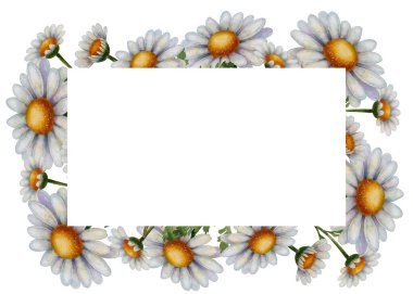 Papatya çiçeği çerçevesi, suluboya çizimler. Beyaz papatyaları olan güzel dikdörtgen çiçekli bir sınır. Tebrik kartları, etiketler, düğün davetiyeleri, afişler ve afişler için ideal.