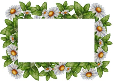 Papatya çiçekleri ve nane yaprakları, suluboya çiçek deseni çizimi. Doğal bir şekilde dekoratif bitkisel kenar, çay ambalajı, davetiyeler ve ekolojik tasarımlar için mükemmel..