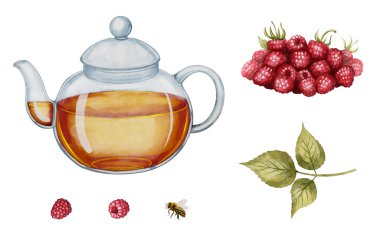 Çaydanlık, bitki çayı, olgun ahududu, yapraklar. Suluboya çizim, çay ambalajı, bitkisel ürün etiketleri, mutfak dekorasyonu ve yiyecekle ilgili tasarım için ideal..