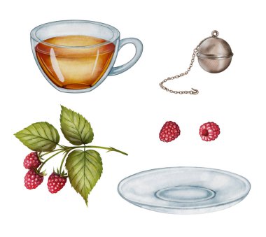 Ahududu yapraklı, olgun böğürtlenli ve suluboya çizim yapan bir fincan. Çay ambalajı, mutfak dekorasyonu, bitkisel ürün tasarımı ve kafe markası için uygundur..