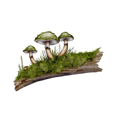  Yosun ve kabukta mantarlar. Yosunlu ahşap üzerine yeşil mantarların dijital suluboya çizimi. Masal, orman veya büyülü çizimler ve kompozisyonlar için idealdir..