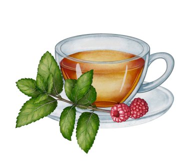İçinde ahududu ve nane yaprakları olan suluboya bir fincan. Çay paketleme, bitkisel ürünler markalaştırma, mutfak baskıları ve sağlık tasarımları için ideal..