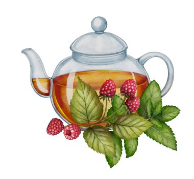 Ahududu ve nane yapraklı çaydanlık suluboya şeklinde çizilmiş. Çay paketleme, bitkisel ürün tasarımı ve kafe baskıları için idealdir..