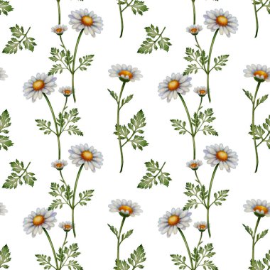 Papatya çiçekleri ve yeşil yapraklı kusursuz desen. El yapımı botanik çizimi. Beyaz arka planda suluboya resim. Tekstil, ambalaj ve doğal ürün tasarımı için harika.