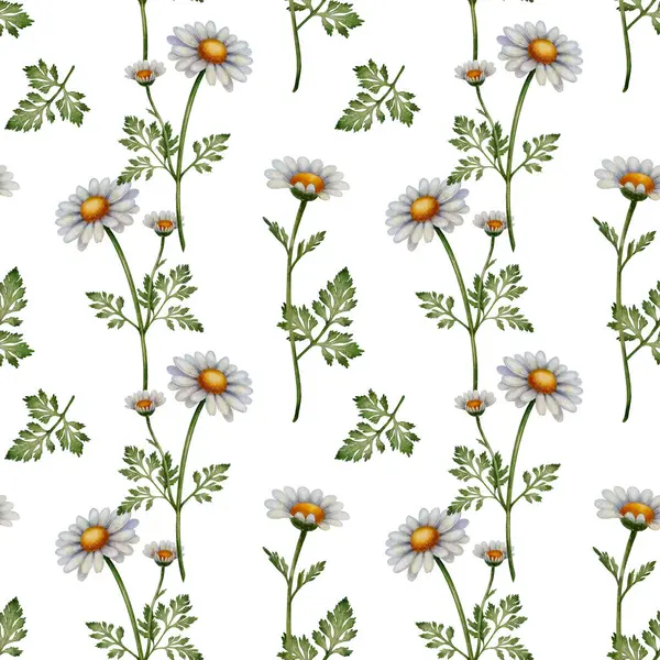 Papatya çiçekleri ve yeşil yapraklı kusursuz desen. El yapımı botanik çizimi. Beyaz arka planda suluboya resim. Tekstil, ambalaj ve doğal ürün tasarımı için harika.