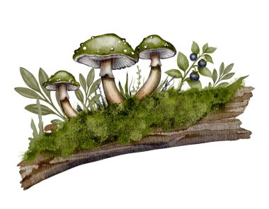 Yosun ağacı kabuğunda yapraklar ve böğürtlenlerle yetişen yeşil mantarlar. Bu suluboya ile yaratılmış bir resim. Beyaz arka plan. Botanik çizimler, dekor ve ambalaj tasarımı için mükemmel