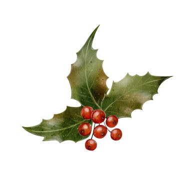 Kırmızı böğürtlenli Holly şubesi, dijital suluboya ile çizim yapıyor. Noel süslemeleri, kış kartları, şenlik tasarım unsurları ve mevsimsel çizimler için harika..