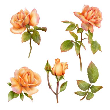 Yeşil yapraklı uzun bir sapta, dijital suluboya şeklinde çizilmiş turuncu güller. Tebrik kartları, romantik tasarım, çiçek dekoru, ambalaj ve botanik baskılar için ideal..