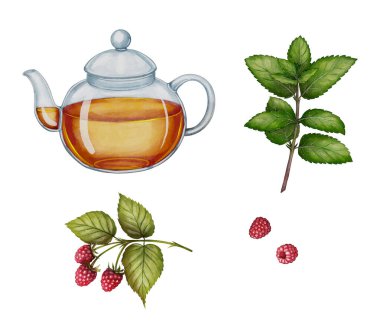 Ahududu ve nane yapraklı çaydanlık suluboya şeklinde çizilmiş. Çay paketleme, bitkisel ürün tasarımı ve kafe baskıları için idealdir..