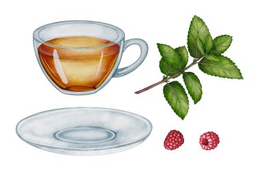 Ahududu ve nane yapraklı, suluboya çizimli bir fincan. Çay paketleme, bitkisel ürünler markalaştırma, mutfak baskıları ve sağlık tasarımları için ideal..