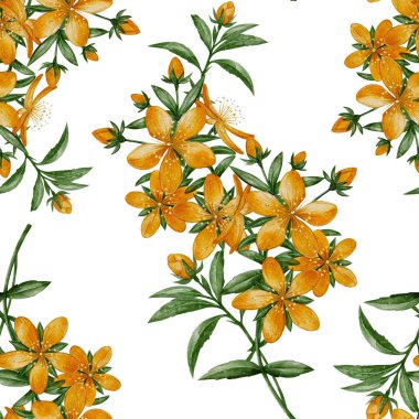 Kusursuz desenli, çiçek açan St. Johns otları. El yapımı botanik çizimi. Beyaz arka planda suluboya resim. Tekstil, ambalaj ve doğal ürün tasarımı için mükemmel..