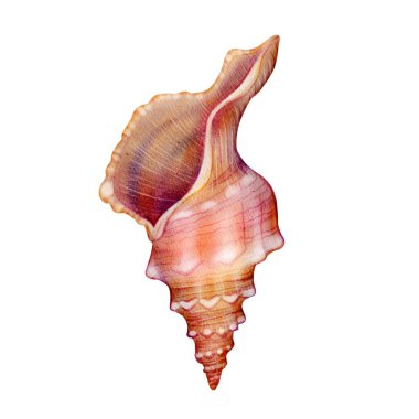 Turuncu ve beyaz tonlu pembe sarmal deniz kabuğu. Beyaz arka planda elle çizilmiş suluboya deniz çizimi. Plaj tasarımı, yaz dekorasyonu, davetiyeler ve ambalaj için ideal..