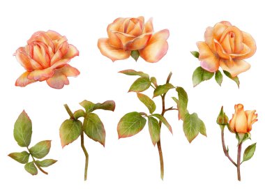 Yeşil yapraklı uzun bir sapta, dijital suluboya şeklinde çizilmiş turuncu güller. Tebrik kartları, romantik tasarım, çiçek dekoru, ambalaj ve botanik baskılar için ideal..