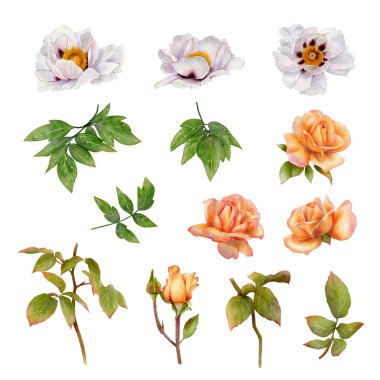 Beyaz ağaç şakayıkları ve yeşil yapraklı şeftali gülleri. Suluboya çiçek çizimi. Beyaz arka planda botanik tarzında elle boyanmış. Kartlar, baskılar ve dekorasyonlar için ideal.