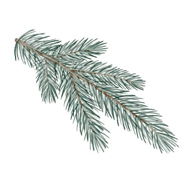 Firavun ağacı dalı, beyaz arka planda suluboya çizimi. Noel dekorasyonu için kış botanik illüstrasyonu, tebrik kartları, ambalaj ve mevsimsel tasarım.