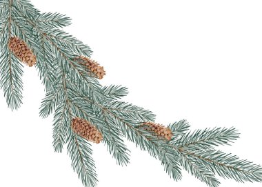 Çam kozalaklı fidan dalı, beyaz arka planda suluboya çizimi. Noel ve kış tatili dekorasyonu, tebrik kartları, davetiyeler, ambalaj kağıtları ve mevsimlik tasarım için mükemmel..
