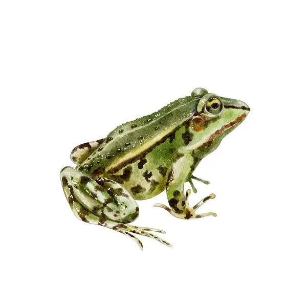 stock image Green frog isolated element on white background. Fall watercolor illustration for Thanksgiving, Harvest Festival, Halloween party decoration, background, wallpaper, packaging