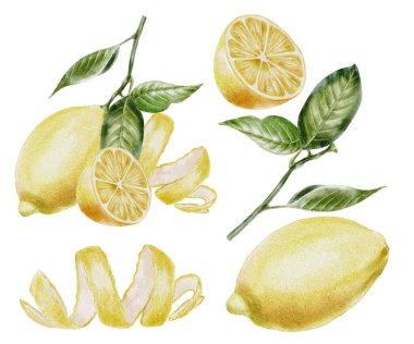 Olgun yeşil yapraklı taze sarı limonlar ve suluboya resimli ağaç kabukları. Ambalaj suyu, çay, kozmetik, parfüm, ev kokusu için.. 