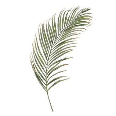 Tropik cennet yaprağı palmiyesi, beyaz arka planda suluboya çizimi. Tekstil, kumaş, duvar kağıdı, kart, ambalaj, parti şablonu.