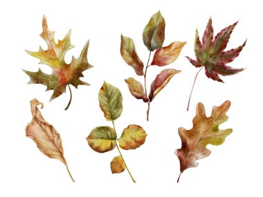 Sonbahar meşe palamudu, akçaağaç, gül yaprağı ve kuru yapraklar beyaza sabitlenmiş. Şükran Günü için suluboya resimleme, Hasat Festivali, Cadılar Bayramı parti dekorasyonu, menü, restoran.