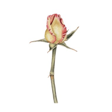 Sarı ve pembe gül, kapalı tomurcuk suluboya çizimi. Tatilleri süslemek için, anneler günü kartları, sevgililer günü, düğünler, doğum günleri, cenazeler gerçekçi botanik tarzında..