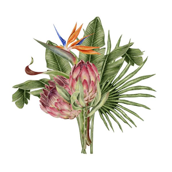 Protea, strelitzia flowers bouquet floral composition with tropical leaves palm and watercolor illustration on white. Template for textile, fabric, wallpaper, card, packaging, party.