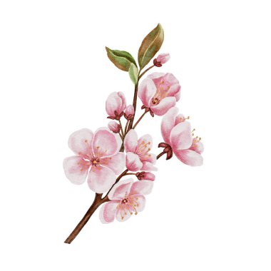 Dalında pembe kiraz çiçekleri, sakura çiçeği, suluboya çizimi. Davetiyeler, sertifikalar, kartpostallar, etiketler, kozmetikler, şarap, şekerler ve çay paketleri için. Tekstil ve sofra takımı için. 
