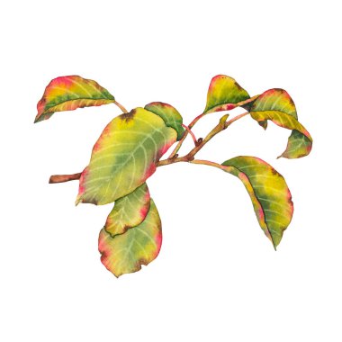 Botanik tarzında yeşil, sarı ve kırmızı yapraklı armut ağacının suluboya çizimi. Çevre ambalajı, sonbahar temalı tasarımlar, tekstil kırtasiyesi ve doğal ürün markalaşması için uygundur..