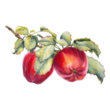 İki olgun kırmızı elmanın suluboya çizimi yemyeşil yapraklı bir dalda. Doğal hasat sembolü, mevsimsel, kırsal veya botanik tasarım projeleri için ideal..