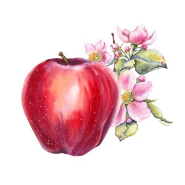 Çiçek açan pembe elma çiçekleri ve yeşil yapraklı kırmızı elmanın suluboya çizimi. Botanik, elle boyanmış. Gıda, bahçe ve mevsimsel tasarım temaları için uygundur.