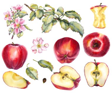 Elma botanik elementlerinden oluşan suluboya seti: bütün elmalar, yarısı ve dilimlenmiş elmalar çiçek yaprakları çekirdek ve tohum. kırmızı, yeşil, pembe ve sarı renkler. Paketleme, mevsimsel tasarım veya gıda markası için.