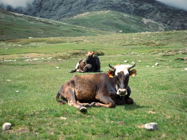 Çimlerin üzerinde bir grup inek