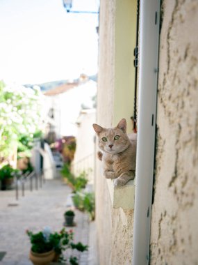 Kedi şehrin balkonunda oturuyor.