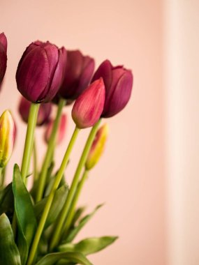 Oda dekorasyonu için mor renkli sahte laleler.