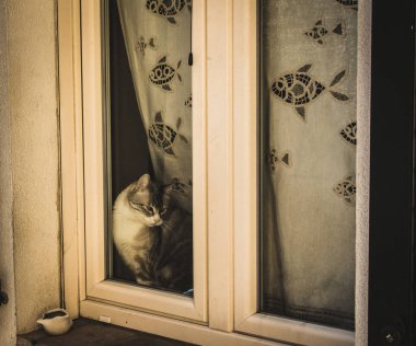 Pencere kenarında oturan kedi dışarı bakıyor.
