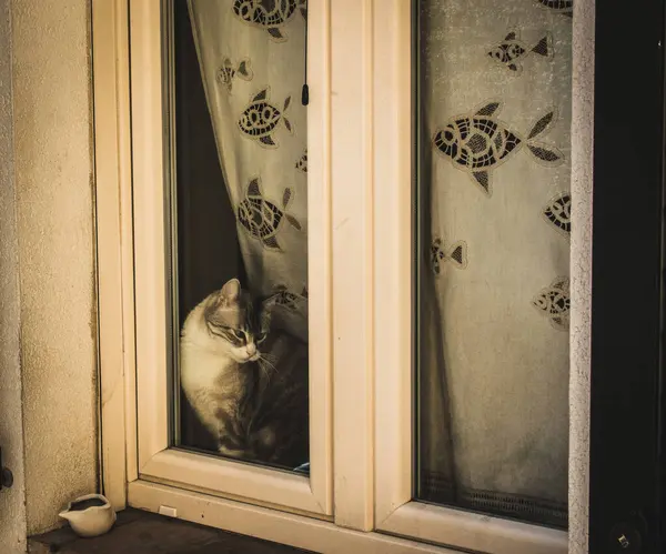 Pencere kenarında oturan kedi dışarı bakıyor.