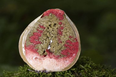 Clathrus archeri (Latince: Lysurus archeri, Anthurus archeri, Pseudocolus archeri), ahtapotgiller (Felidae) familyasından bir mantar türü. Ormanın zeminindeki kırmızı mantarı kapat, makro fotoğraf.