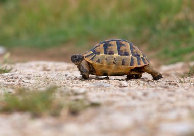 Doğal ortamında mahmuzlanmış kaplumbağa (Testudo graeca). Mahmuzlu baldırlı kaplumbağa ya da Yunan kaplumbağa Testudo graeca doğal ortamında, Dobrogea - Romanya.