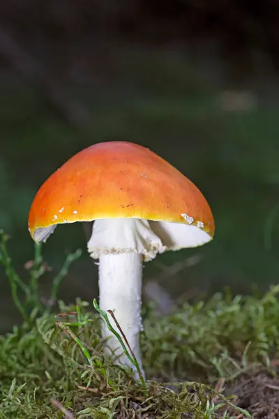 stock image Amanita muscaria var. aureola is a poisonous mushroom in the Amanitaceae family. Its toxicity is comparable to that of Amanita muscaria. 