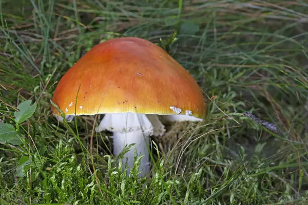 stock image Amanita muscaria var. aureola is a poisonous mushroom in the Amanitaceae family. Its toxicity is comparable to that of Amanita muscaria. 