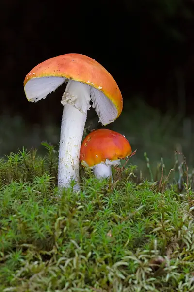 stock image Amanita muscaria var. aureola is a poisonous mushroom in the Amanitaceae family. Its toxicity is comparable to that of Amanita muscaria. 