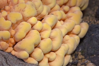 Laetiporus sulphureus, Avrupa 'da bulunan bir mantar türüdür. Yaygın isimleri: Ormandaki yengeç, sülfür poliporu, sülfür rafı ve orman tavuğu.