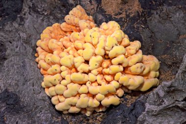 Laetiporus sulphureus, Avrupa 'da bulunan bir mantar türüdür. Yaygın isimleri: Ormandaki yengeç, sülfür poliporu, sülfür rafı ve orman tavuğu.