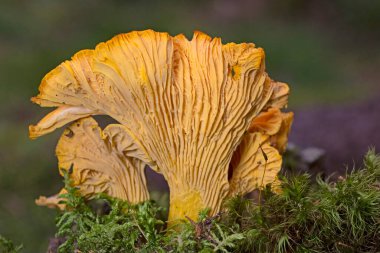 Cantharellus cibarius, mantargiller (Cantharellus) familyasından bir mantar türü..